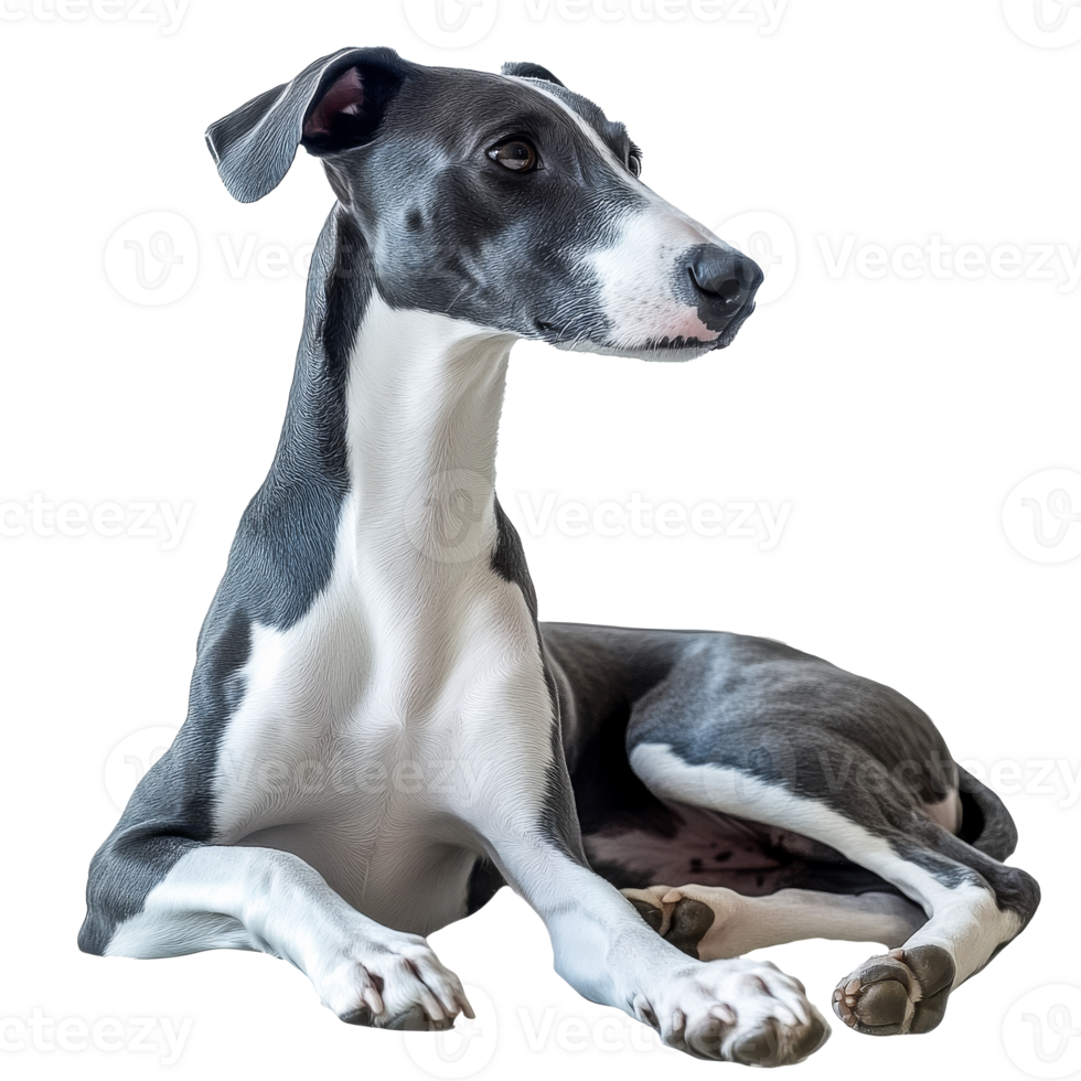 Elegant gray and white dog posing calmly png