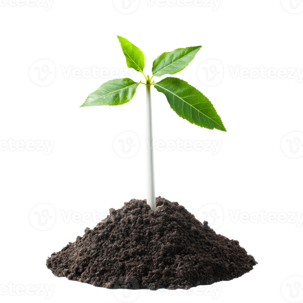 Newly planted seedling emerges from rich soil png
