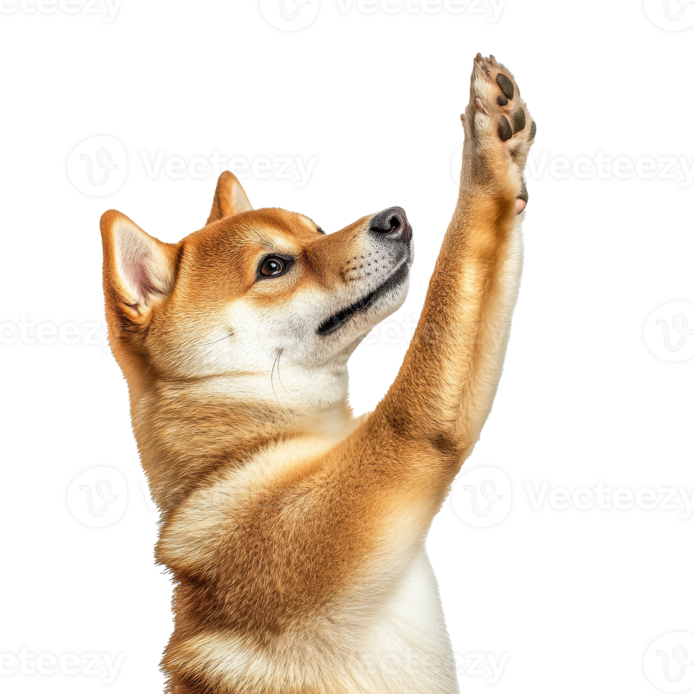 Shiba Inu raising paw in playful gesture png