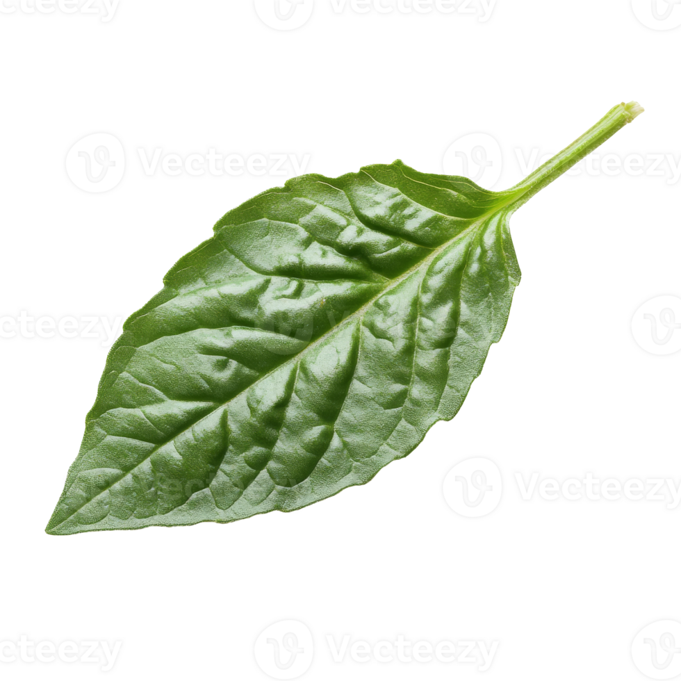 Fresh green basil leaf resting on a white surface png