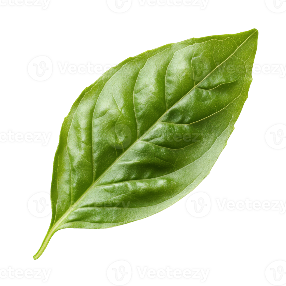Fresh basil leaf displayed on white background png