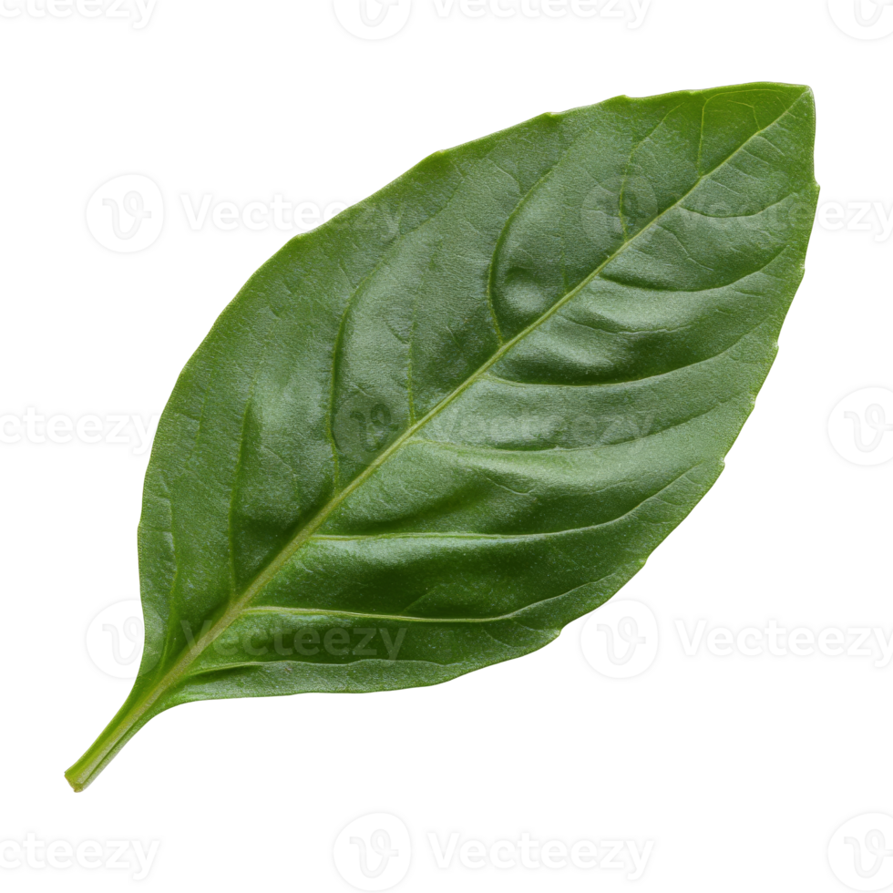 Fresh green basil leaf on white background png