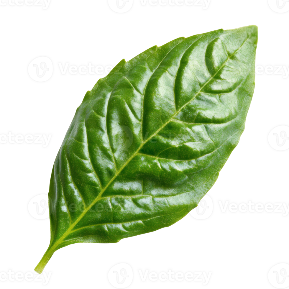 Fresh green basil leaf on white background png