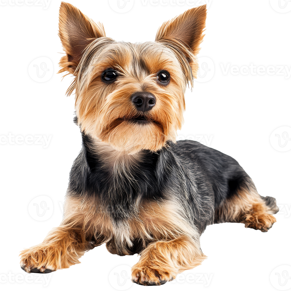 Fun and playful Yorkshire Terrier resting indoors png