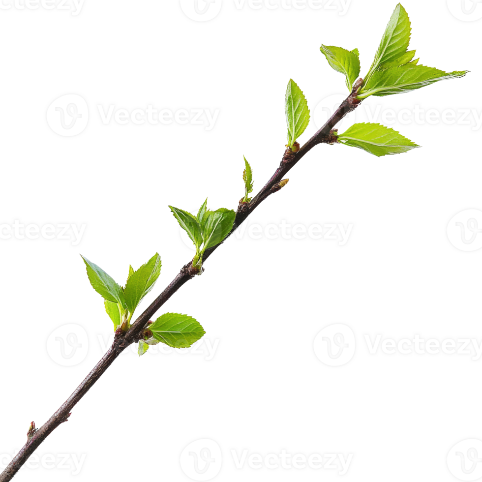 New leaves emerging on a spring branch in nature png