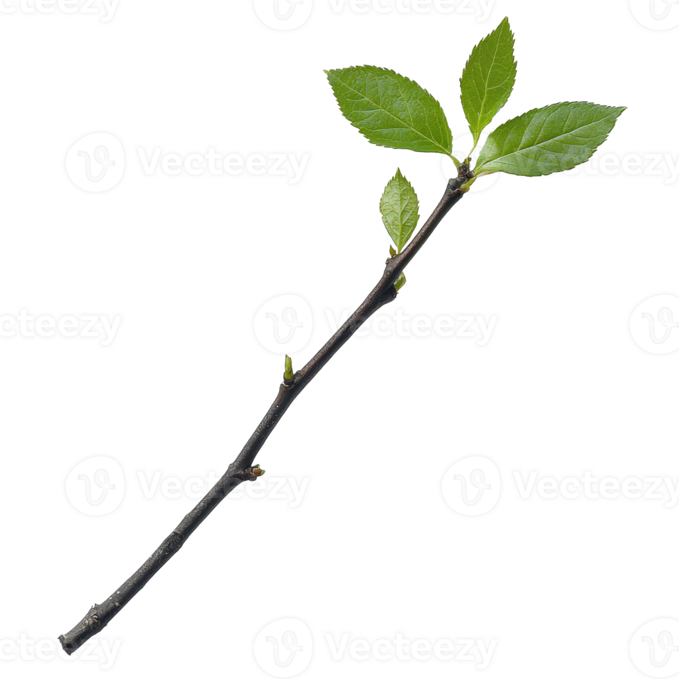Fresh green twig with leaves on a plain background png