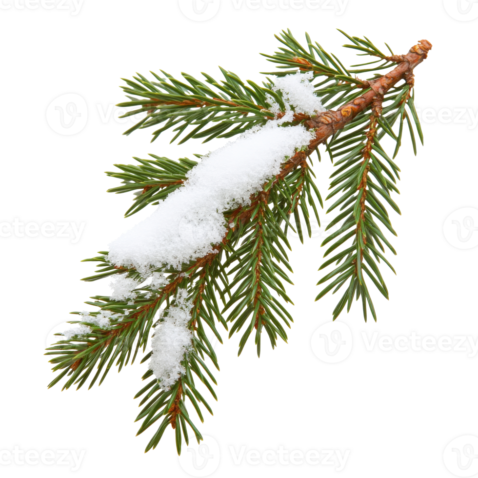 Fresh snow on evergreen branch in winter season png