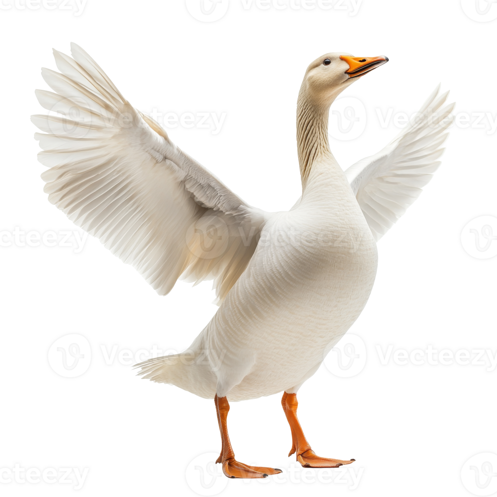 Goose displaying wings in a bright setting png