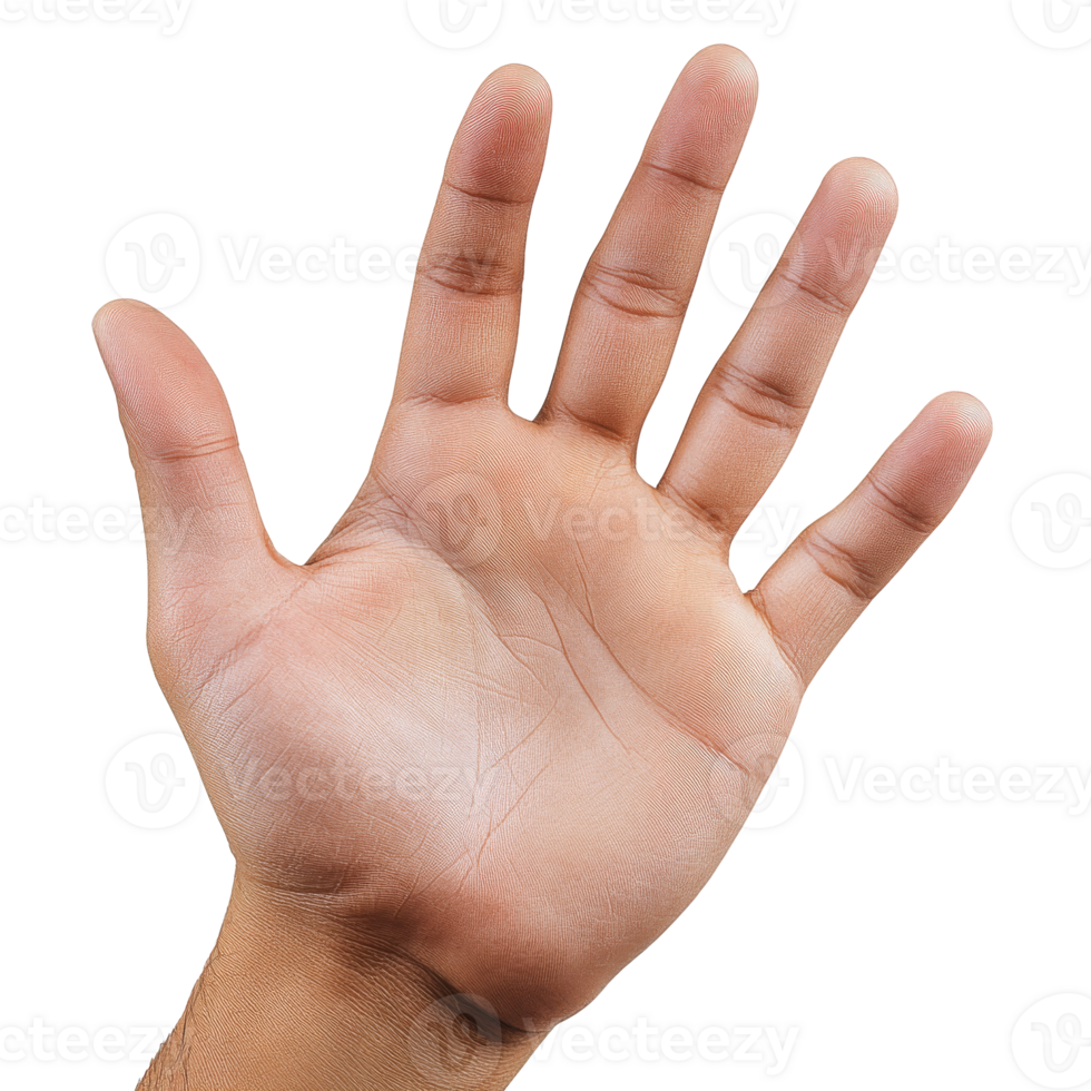 Open palm viewed against a neutral background png