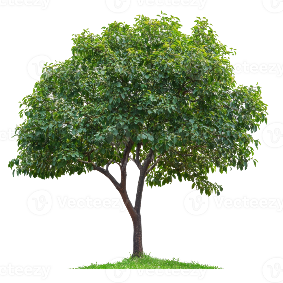 Beautiful green tree showcasing lush foliage png