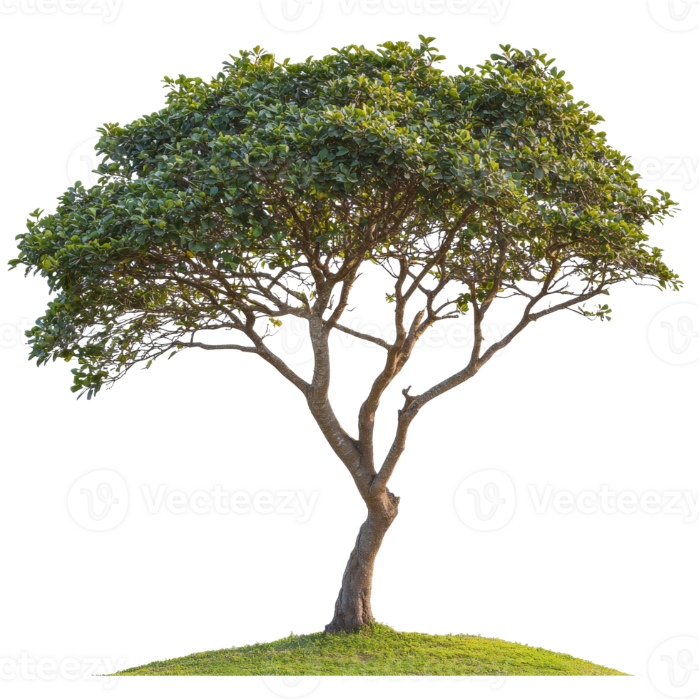 Vibrant tree with lush foliage on grassy hill png