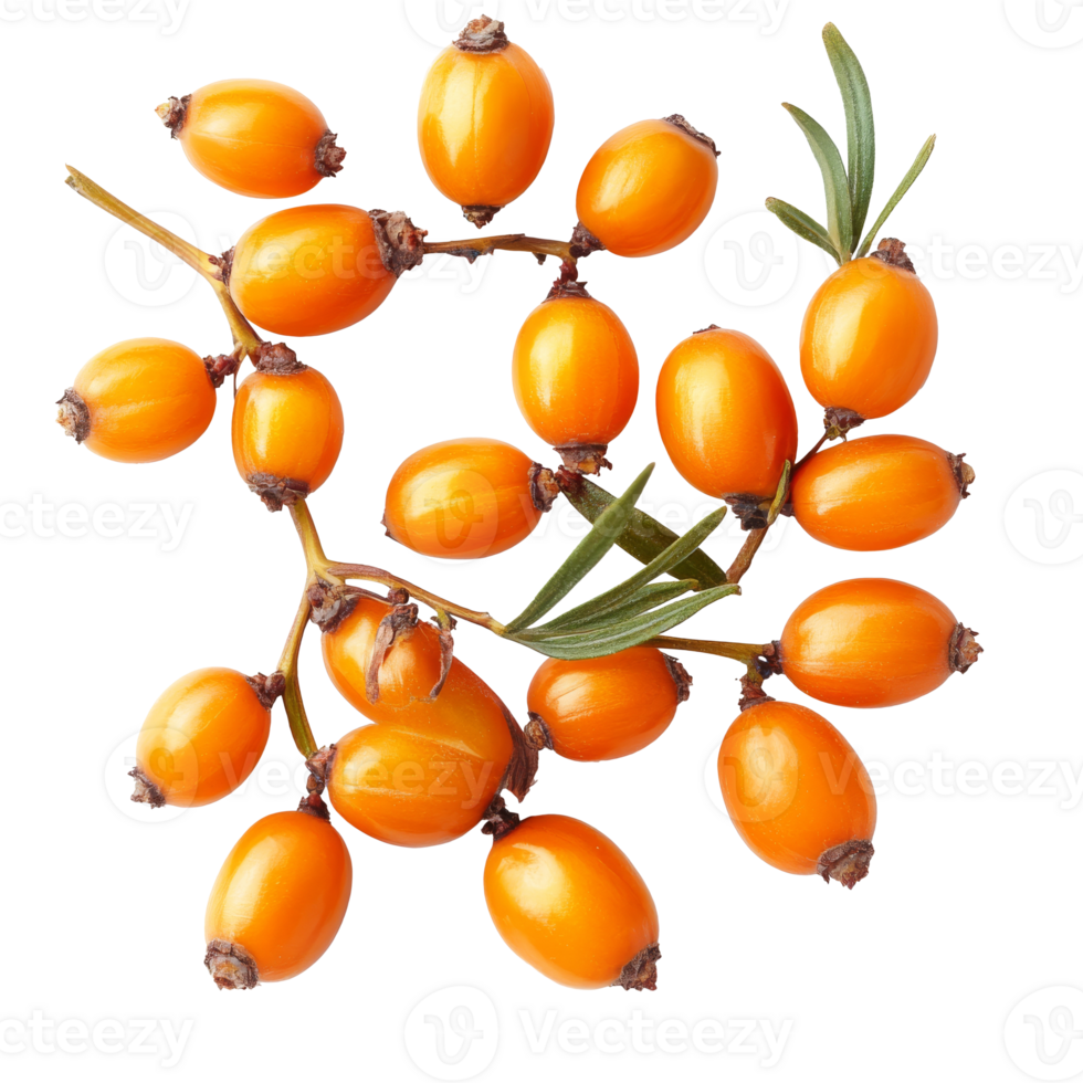 Orange sea buckthorn berries on white png