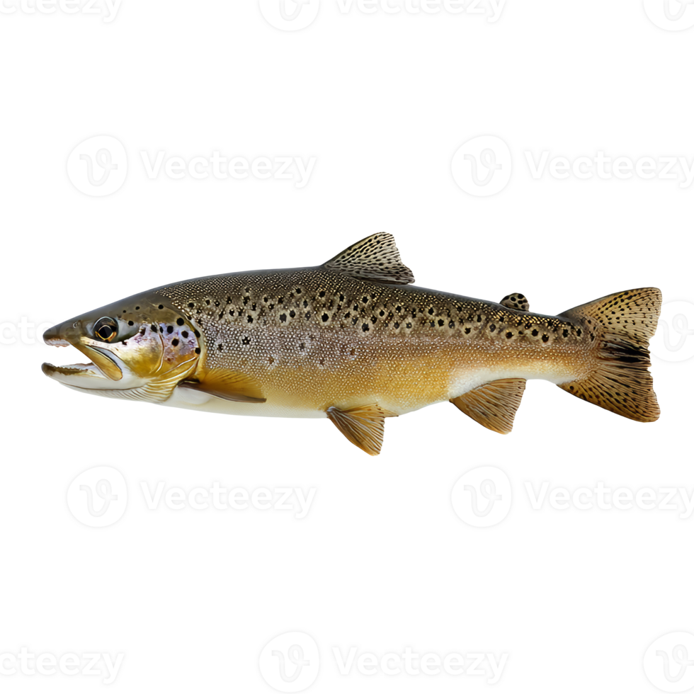 Brown trout swimming in clear water near rocks png