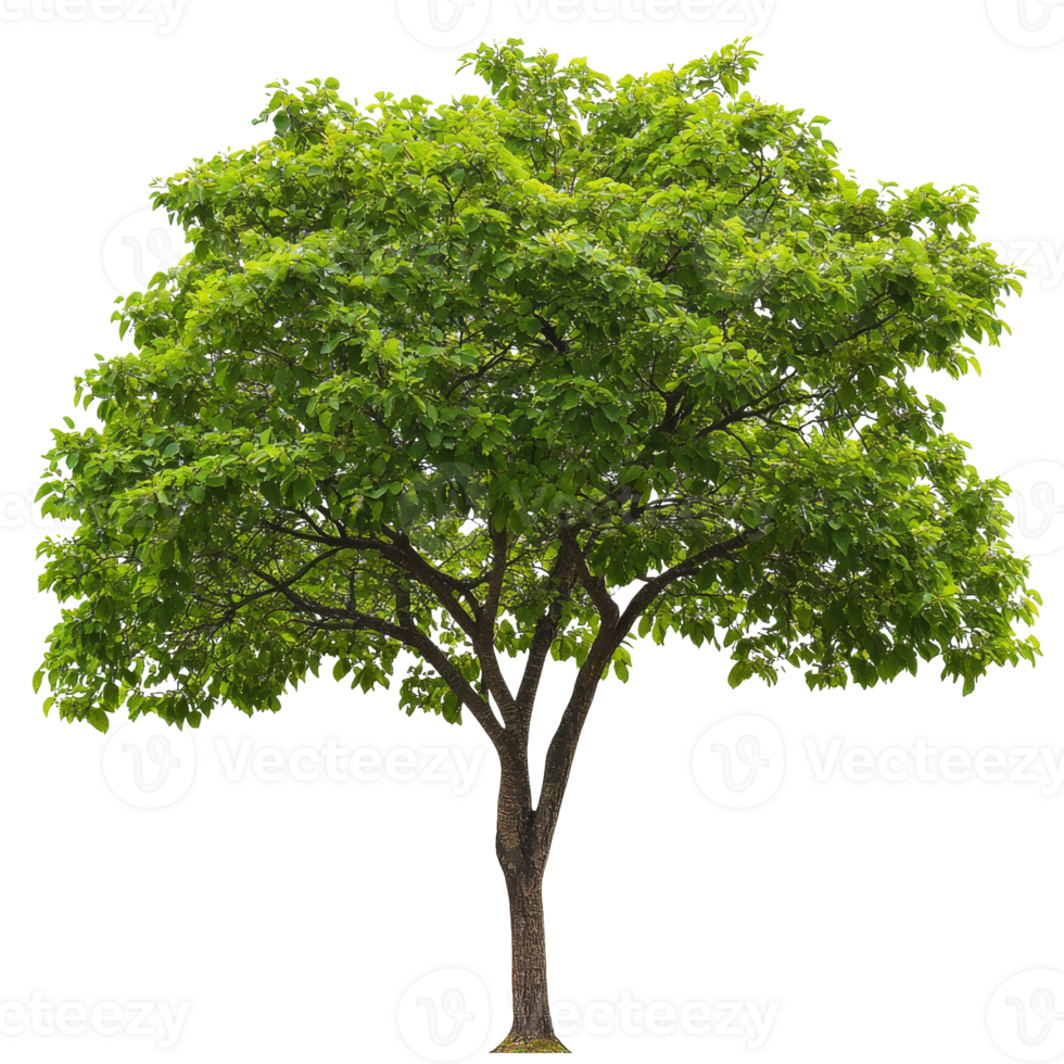 Broad canopy tree in a green setting png
