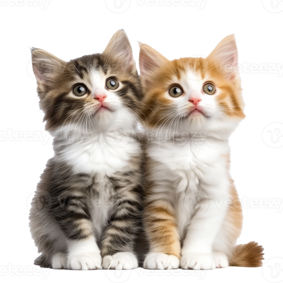 Two adorable kittens sitting side by side png