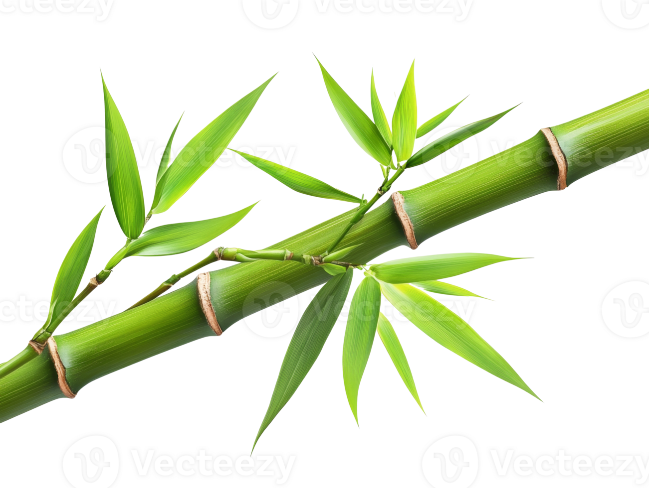 Fresh bamboo shoots and leaves in bright light png