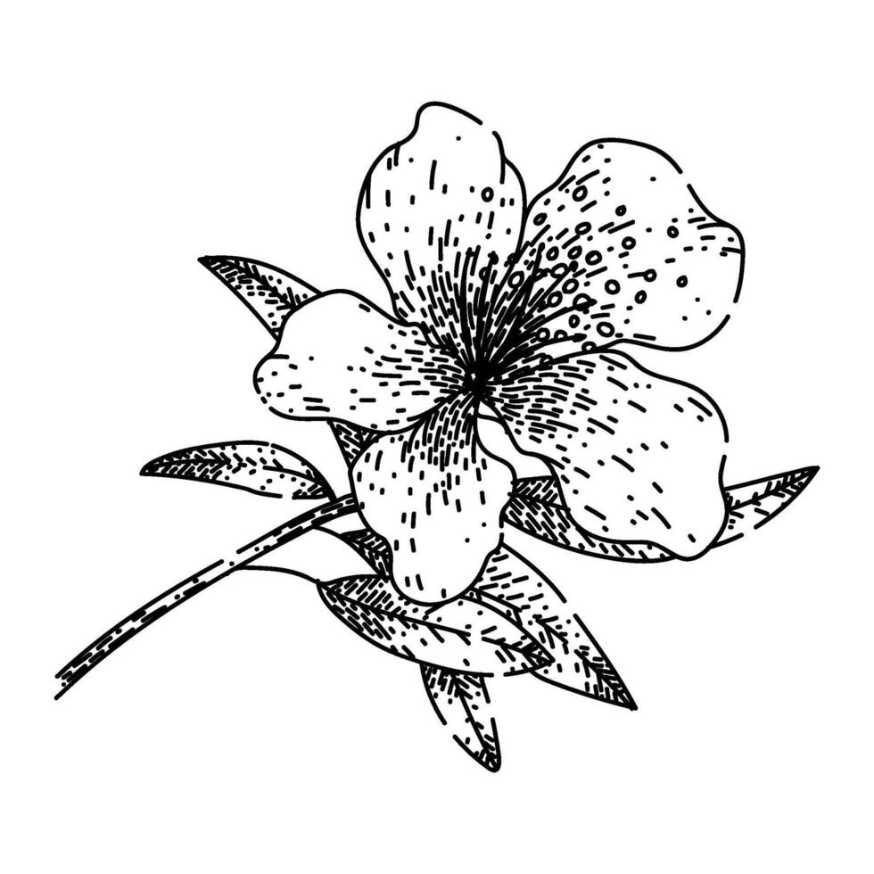 flower azalea sketch hand drawn vector