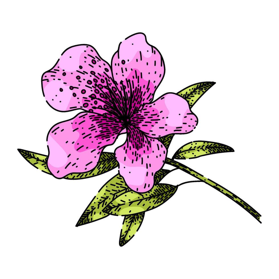 flower azalea sketch hand drawn vector