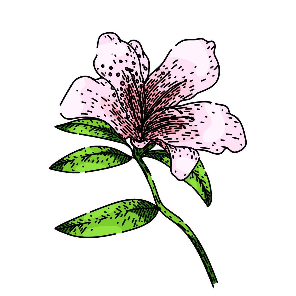 bloom azalea sketch hand drawn vector