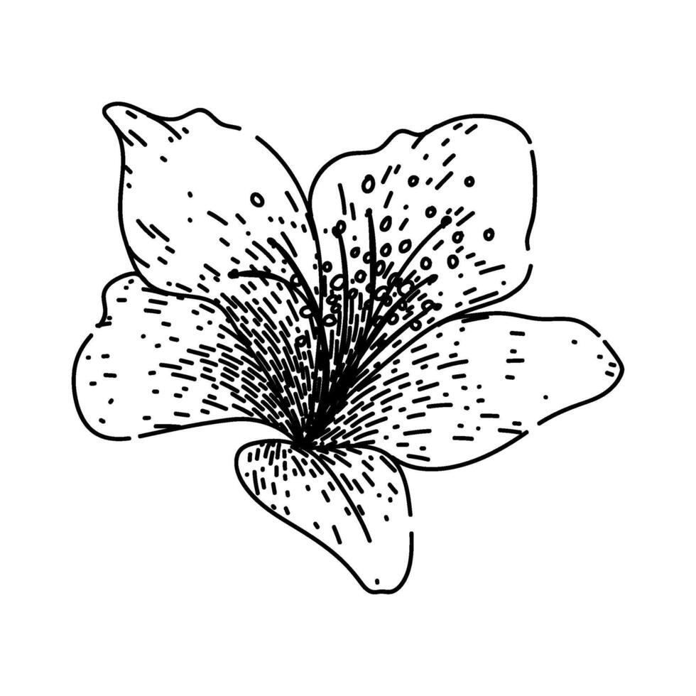 garden azalea sketch hand drawn vector