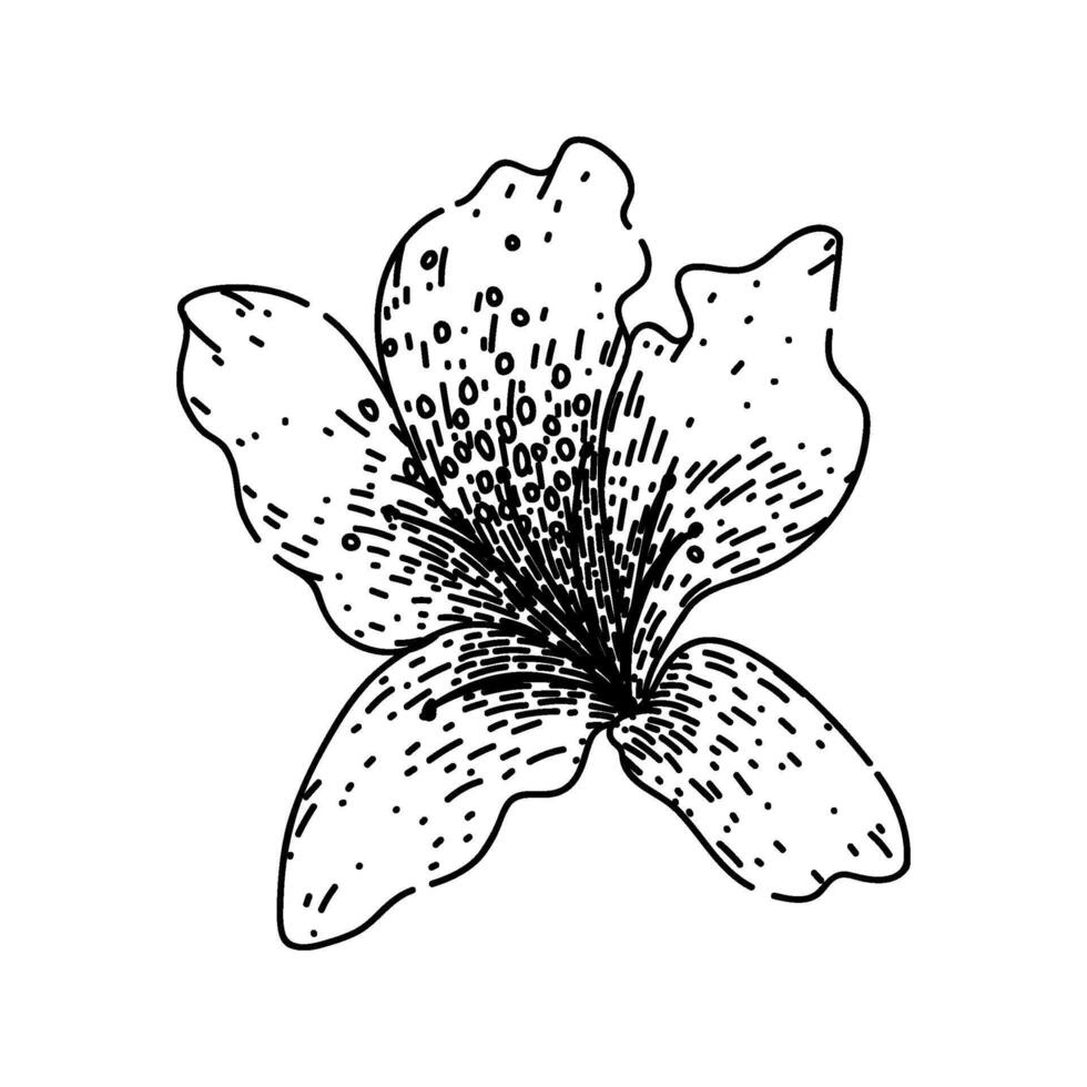 shrub azalea sketch hand drawn vector