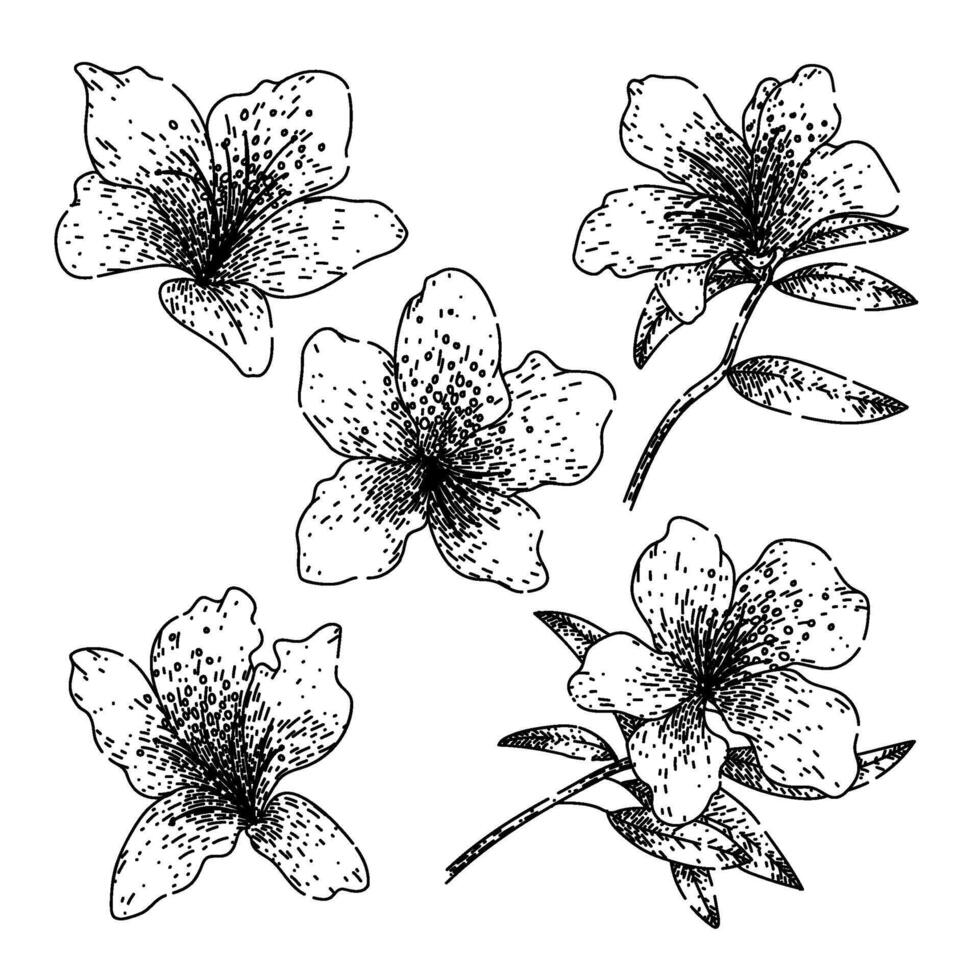 azalea set sketch hand drawn vector