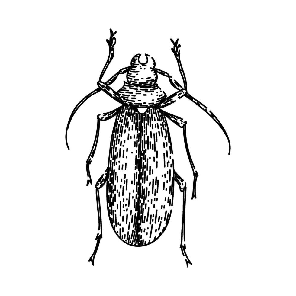 scarab beetle sketch hand drawn vector