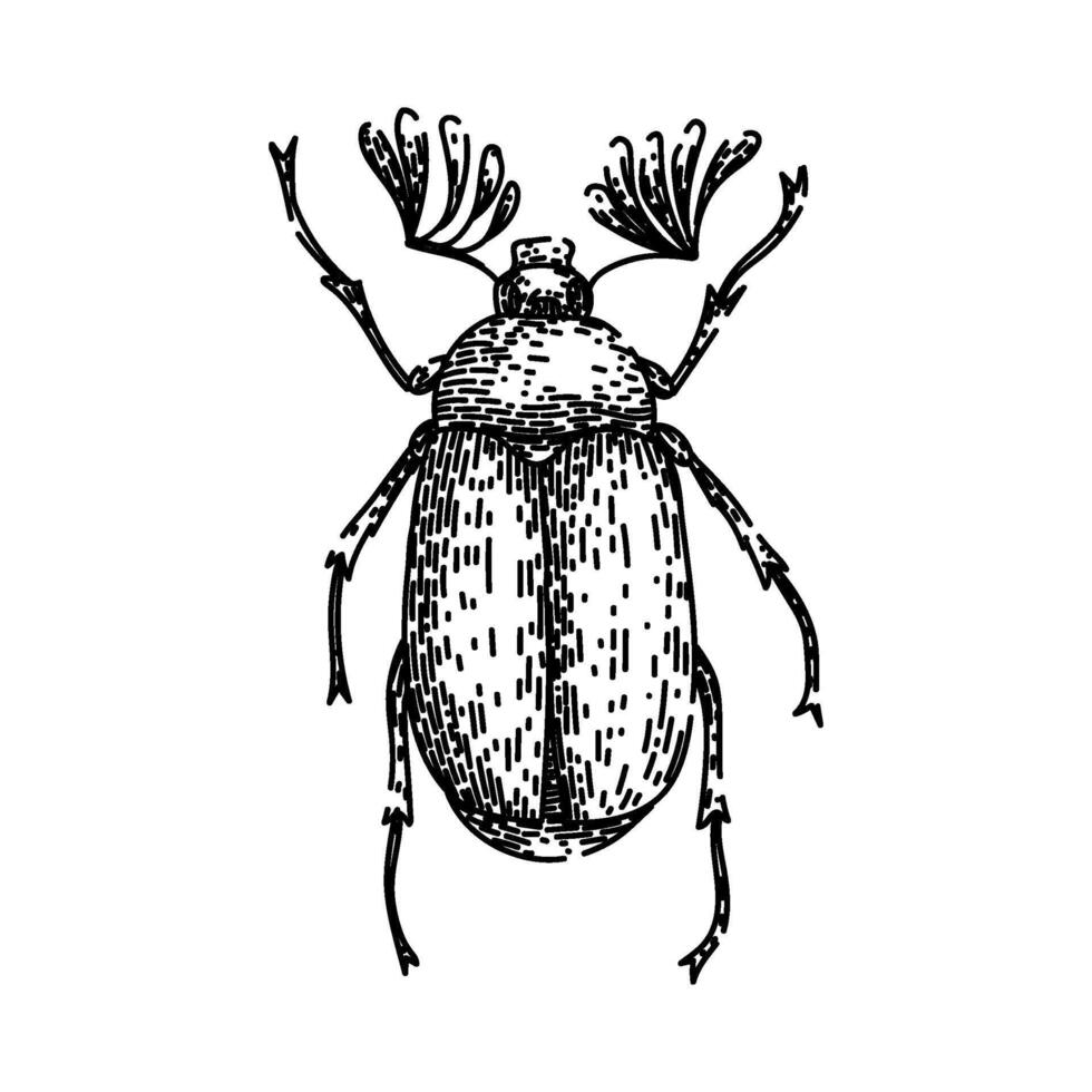 carapace beetle sketch hand drawn vector
