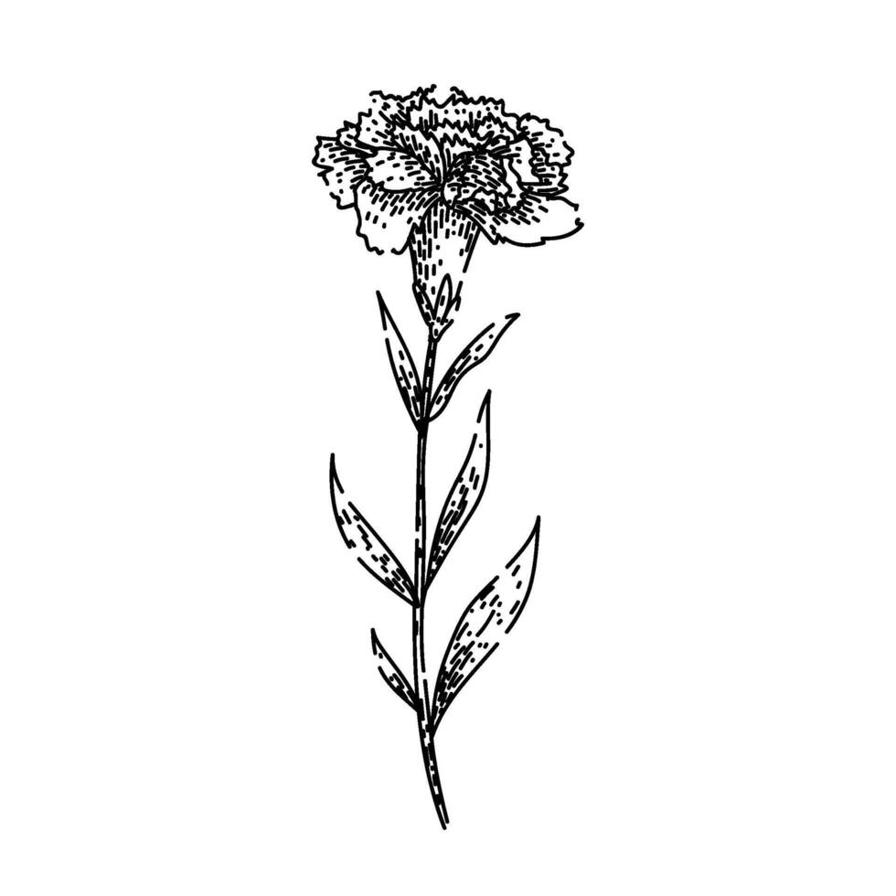 bloom carnation sketch hand drawn vector