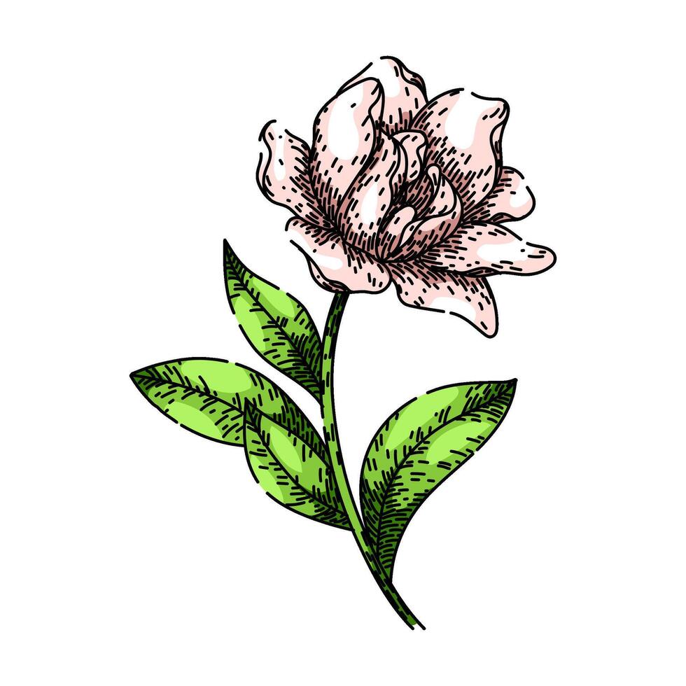 fragrance gardenia sketch hand drawn vector