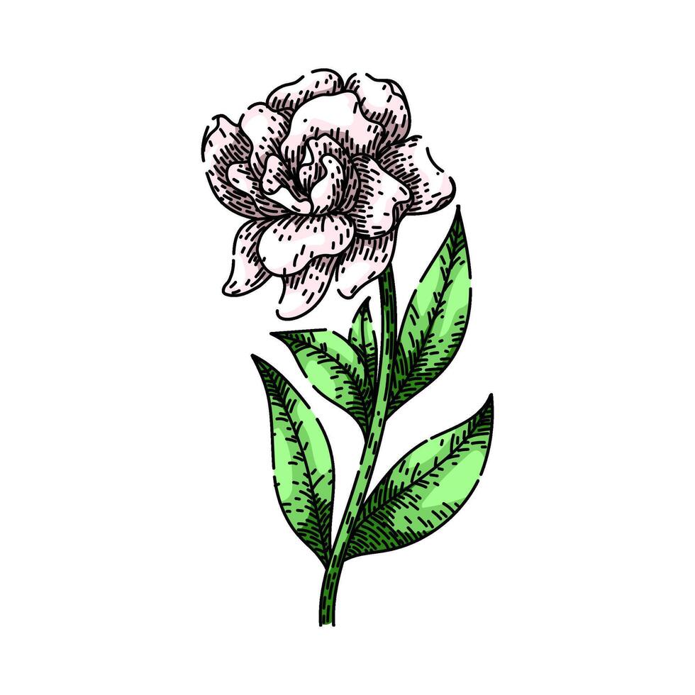 shrub gardenia sketch hand drawn vector
