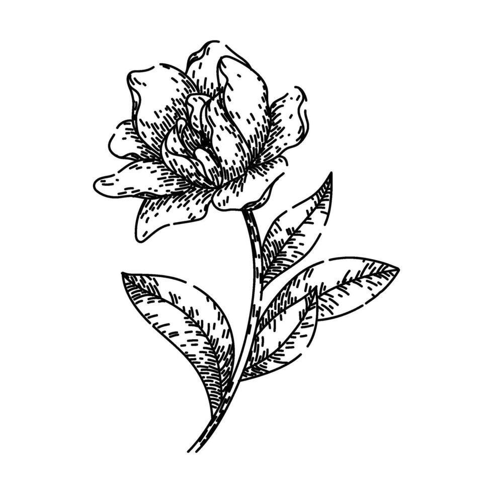 fragrance gardenia sketch hand drawn vector