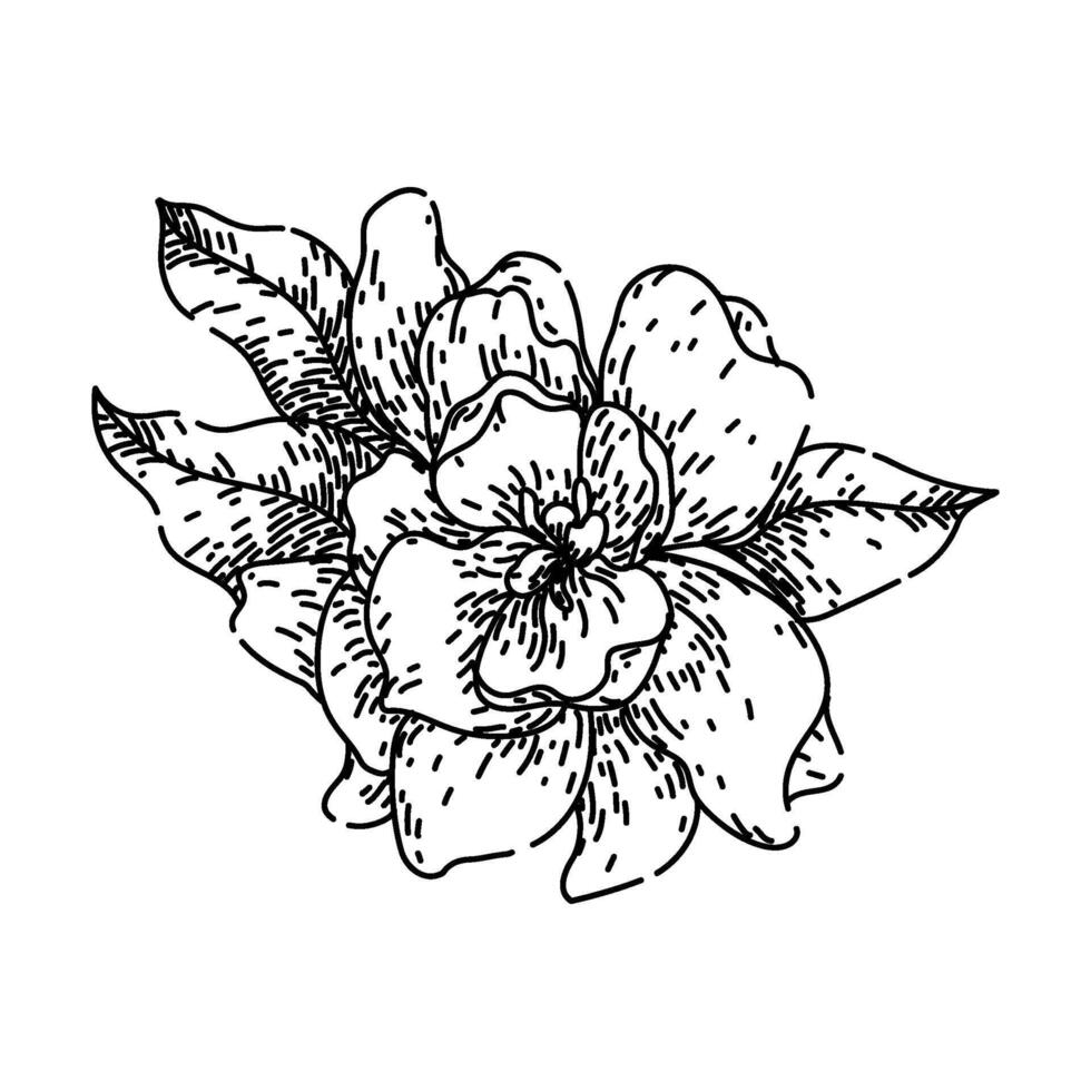 petals gardenia sketch hand drawn vector
