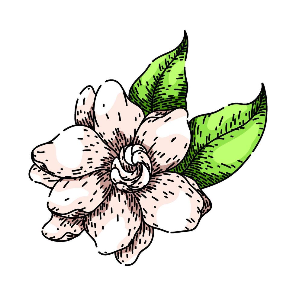 evergreen gardenia sketch hand drawn vector