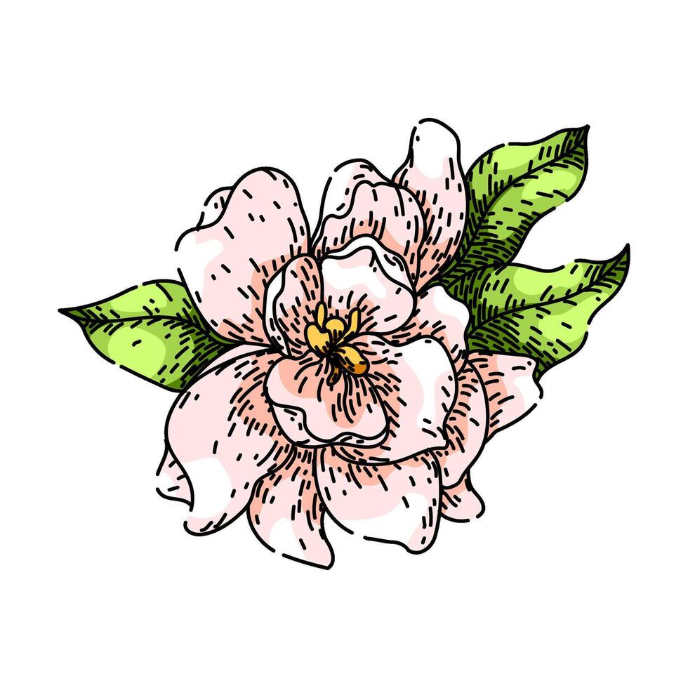petals gardenia sketch hand drawn vector