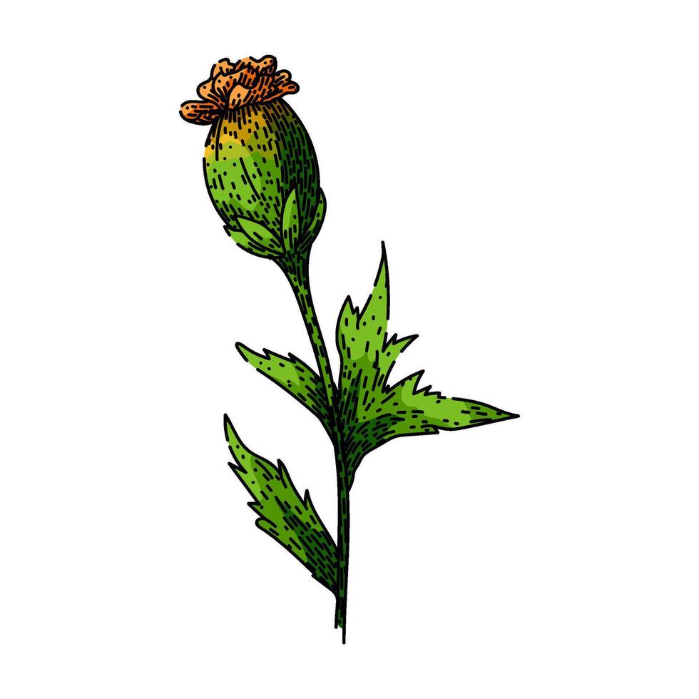 bloom marigold sketch hand drawn vector