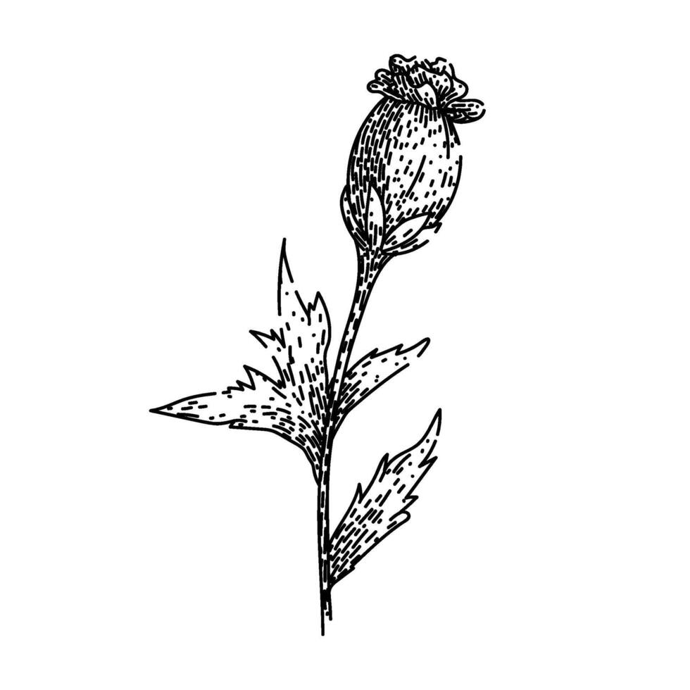 bloom marigold sketch hand drawn vector
