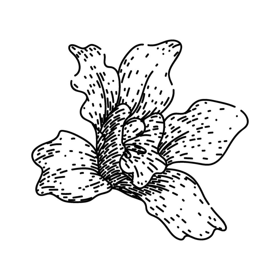 dendrobium orchid sketch hand drawn vector