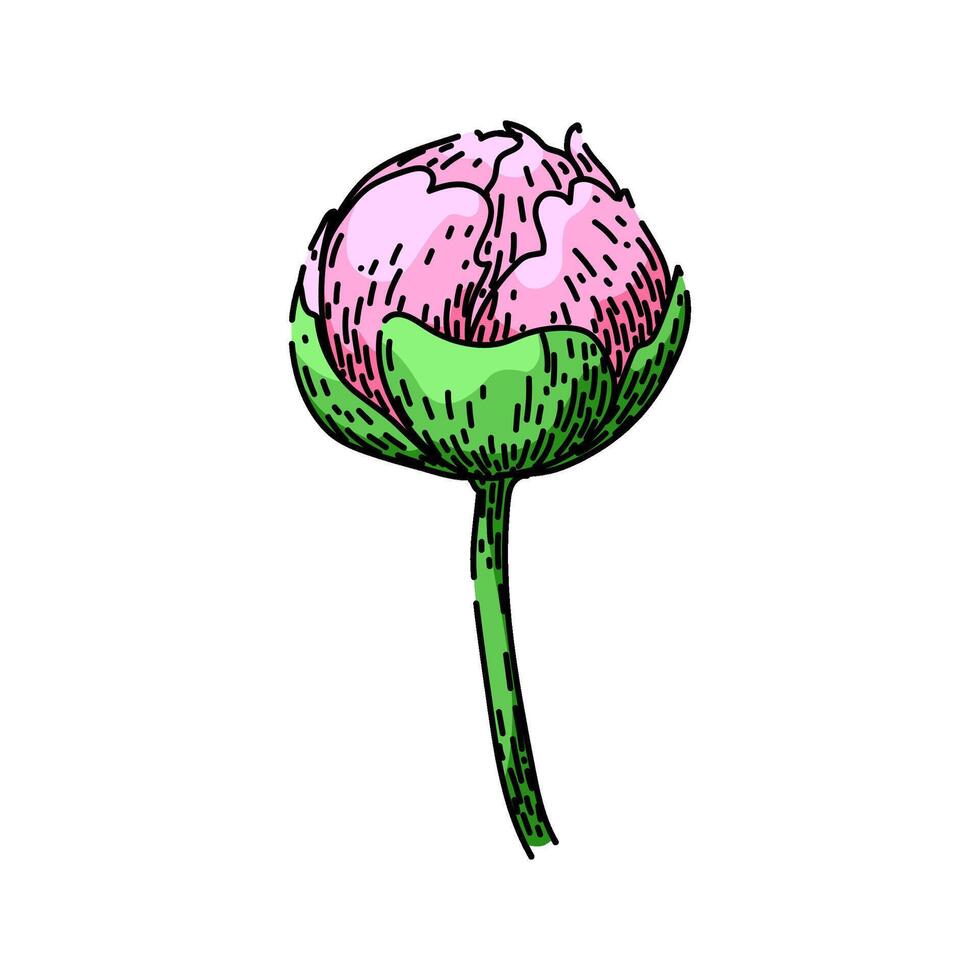 bloom peony sketch hand drawn vector