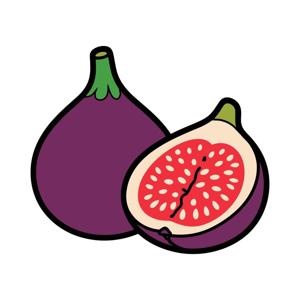 Fresh Whole and Sliced Fig Fruit Illustration vector