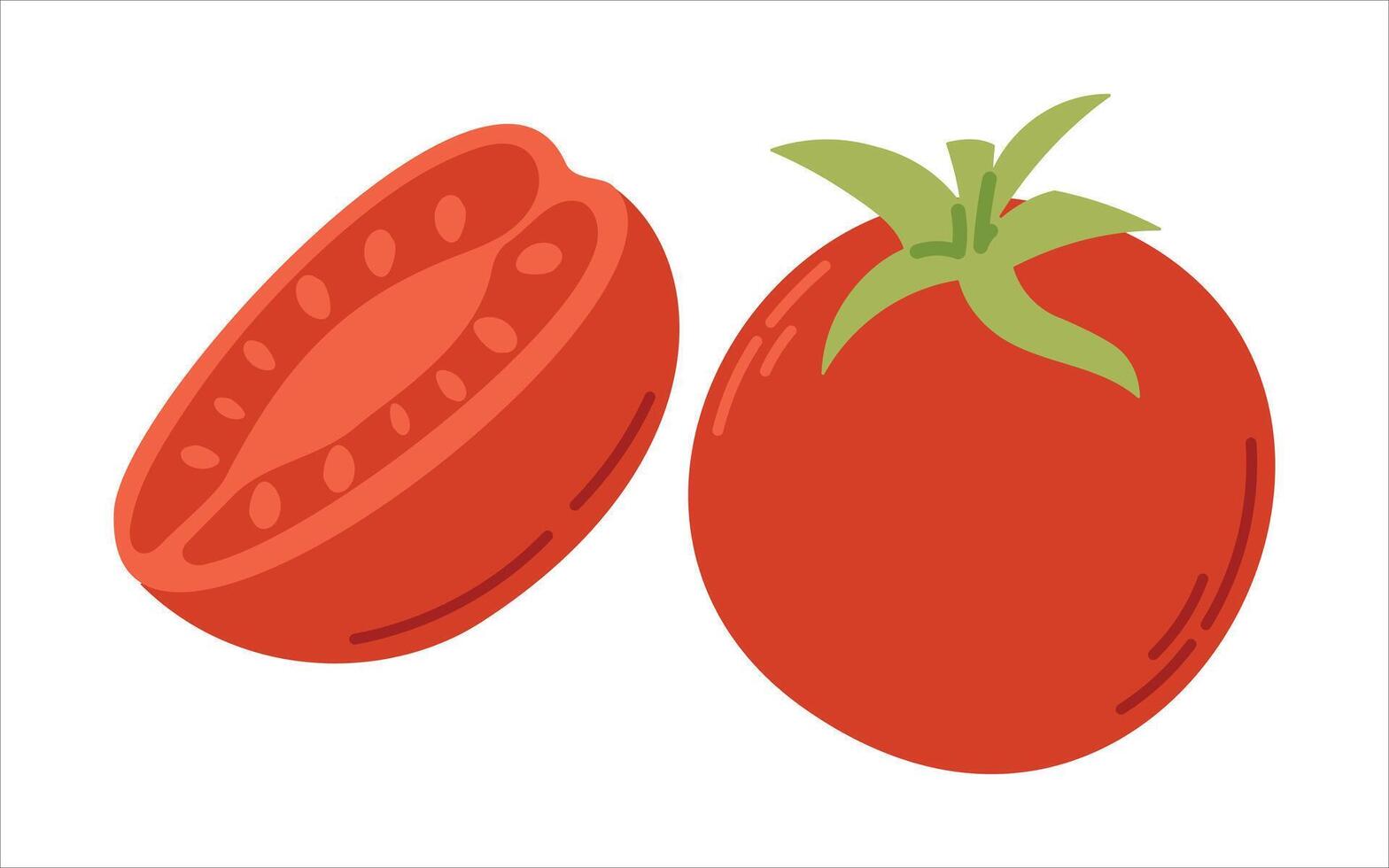 isolated flat illustration of two tomatoes, whole one with a green stem and a sliced half revealing its juicy seeds. vector