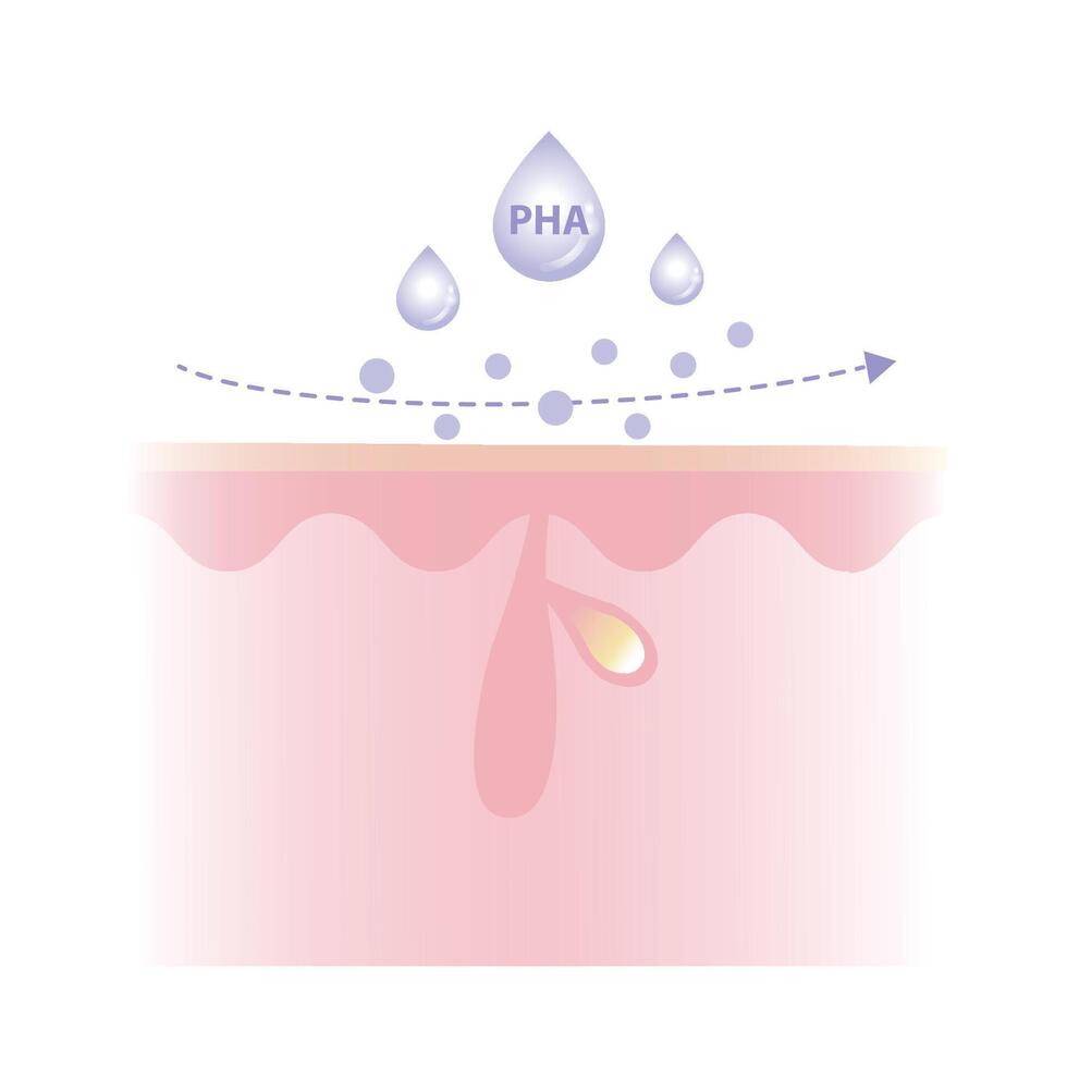 Polyhydroxy Acids characteristics illustration on white background. PHA work on the surface skin to exfoliate, large molecule, penetrate less, suitable for sensitive skin and water soluble. vector
