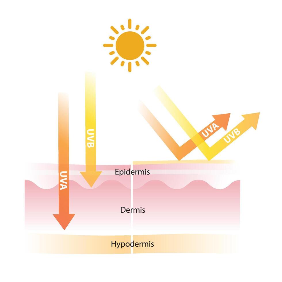 UV protection on skin layer illustration isolated on white background. UVA and UVB radiation penetrate into the skin. Physical, mineral sunscreen reflects UV rays. Skin care and beauty concept. vector