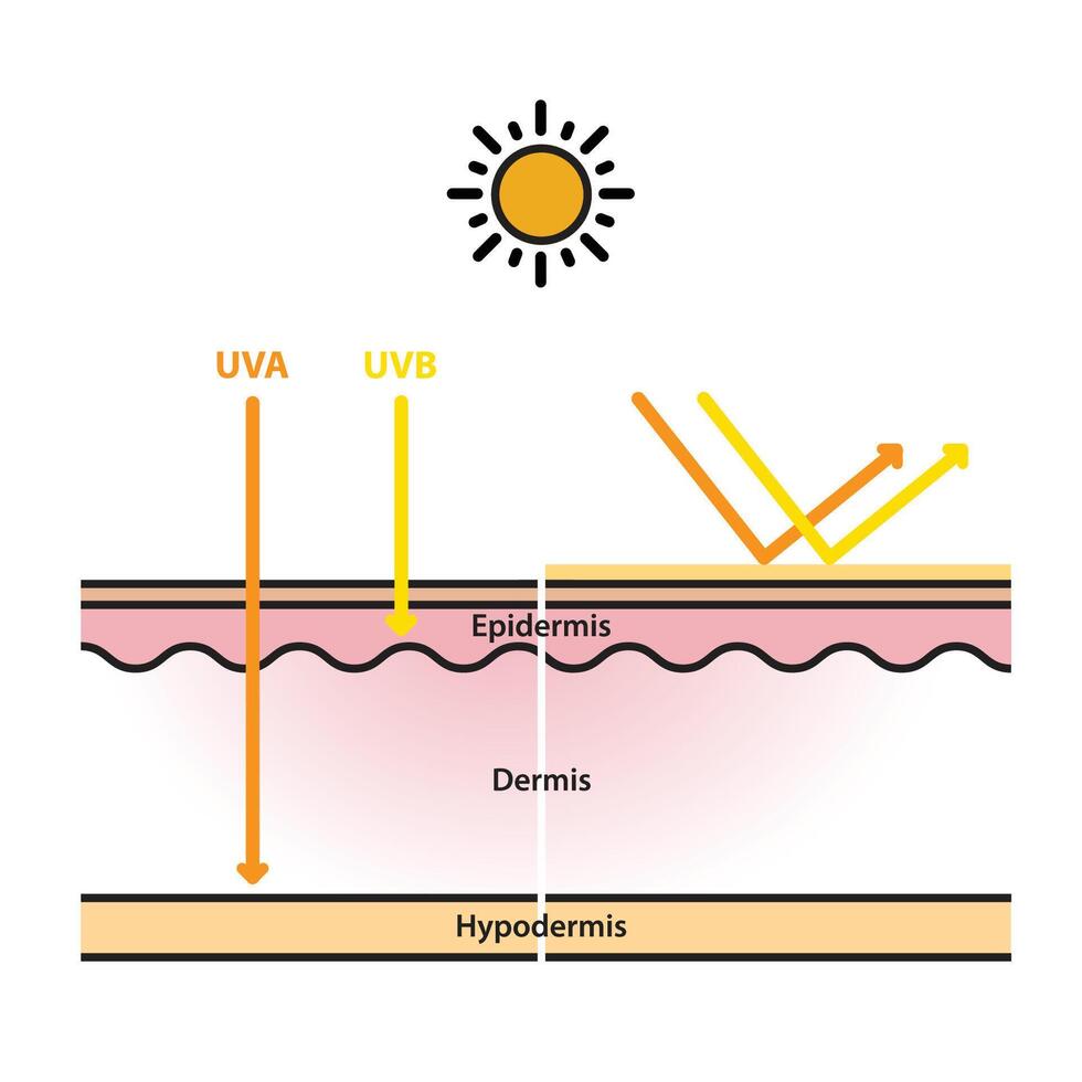 Sun protection on skin layer flat design on white background. UVA and UVB radiation penetrate into the skin. Physical, mineral sunscreen reflects UV rays. Skin care concept illustration. vector