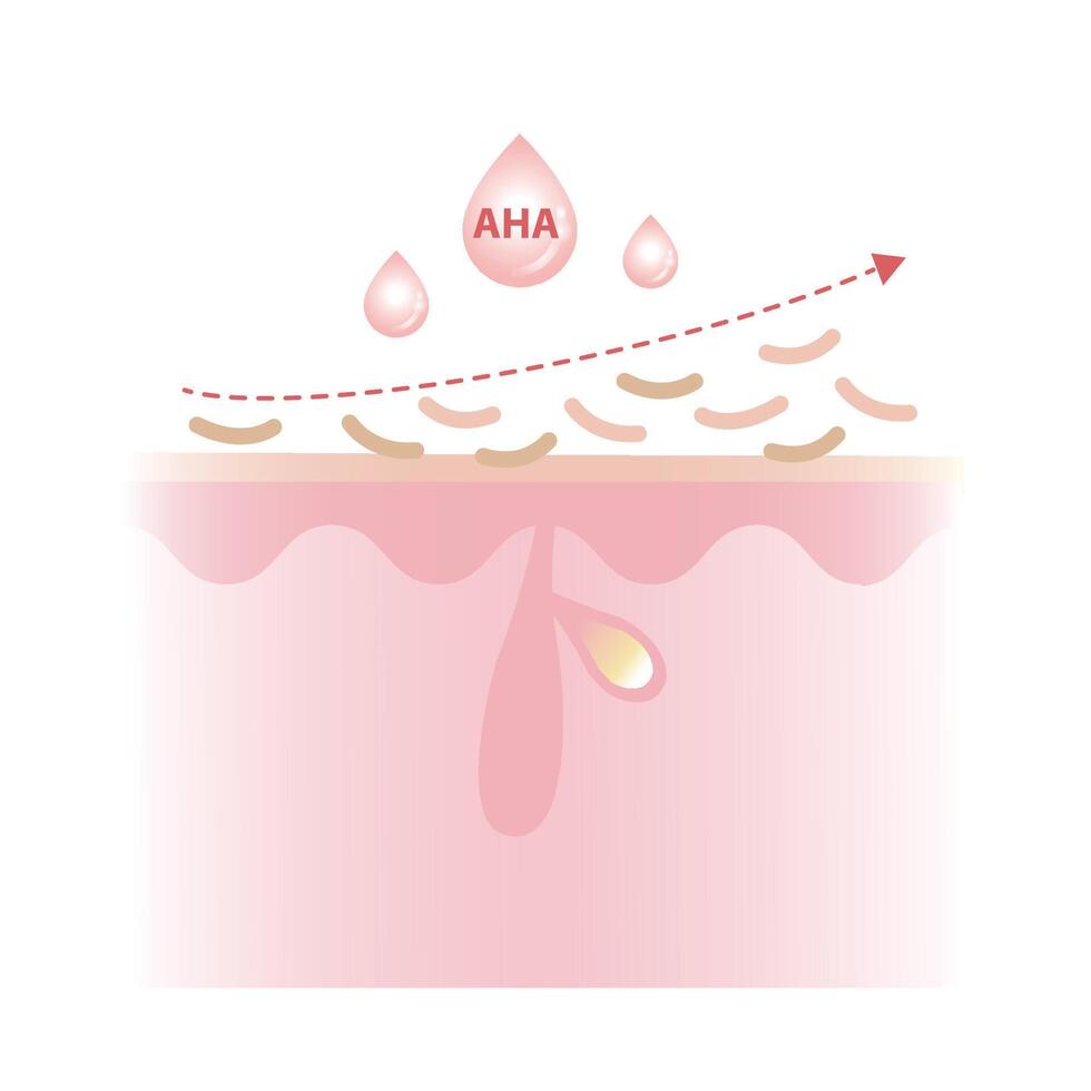 Alpha Hydroxy Acids characteristics illustration on white background. AHA work on the surface of the skin to exfoliate, promote cell turnover and water soluble. Skin care and beauty concept. vector