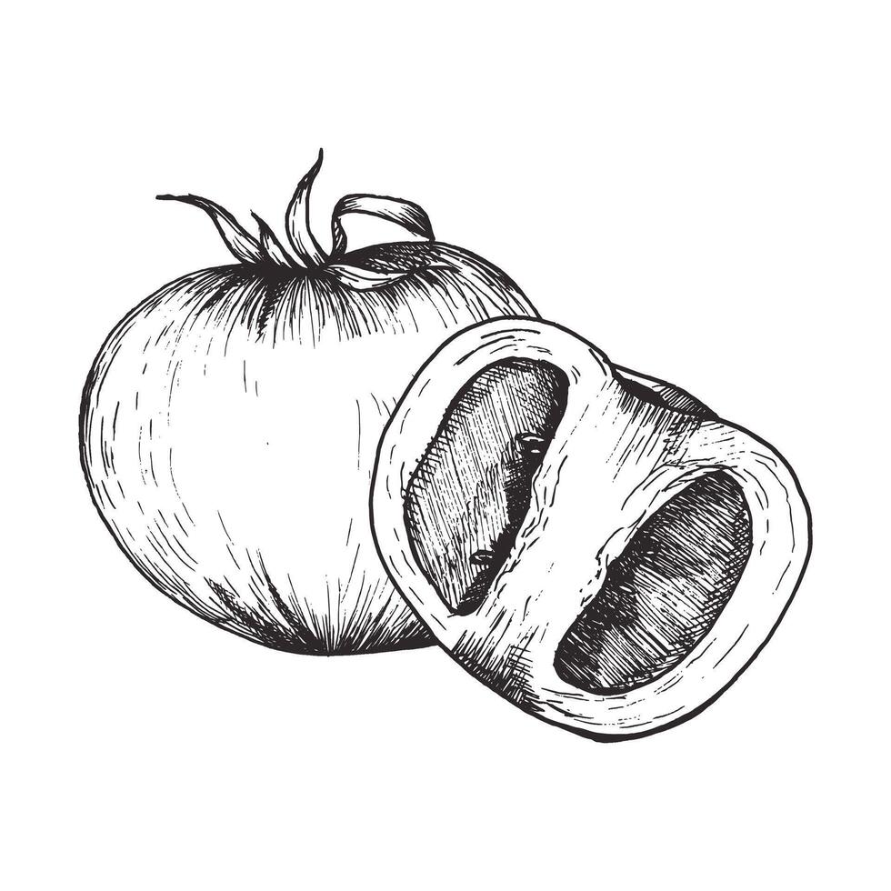 Tomato and slice of tomato ink graphics. Hand drawn vegan composition, vegetables illustration for food packing, kitchen utensils, label ,logo design vector