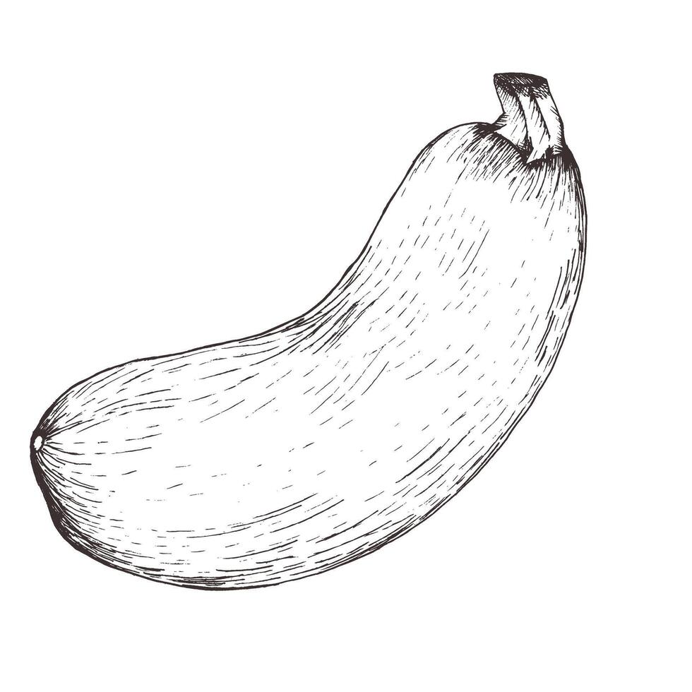 Zucchini vegetable ink graphics illustration. Hand drawn isolated food clipart in monochrome. Vegan element for label ,logo, post design. Food packing vector