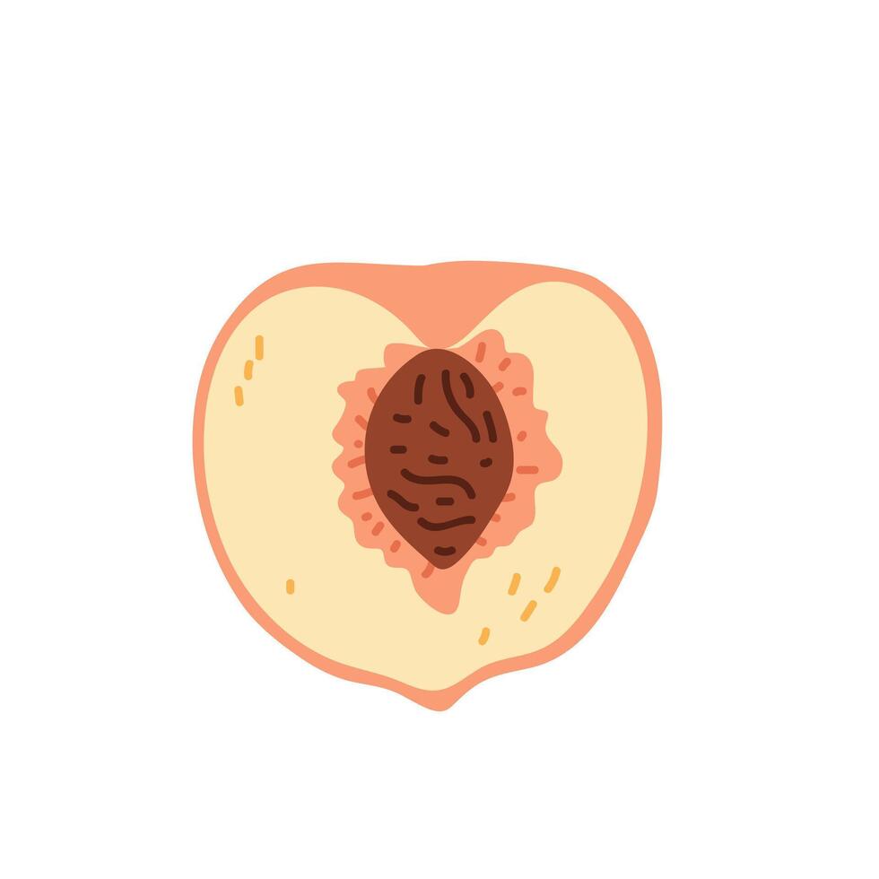 Sliced peach showing its juicy flesh and central pit against a plain background vector