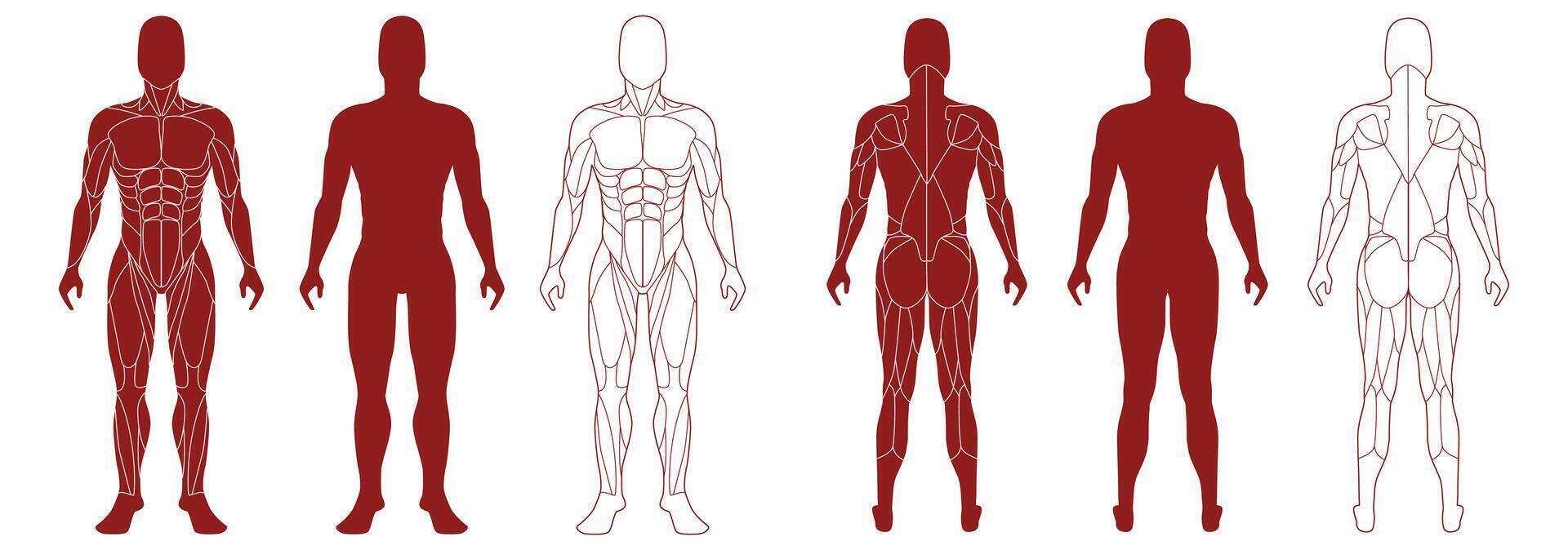 Male figure with anatomical muscles front and bak view set. vector