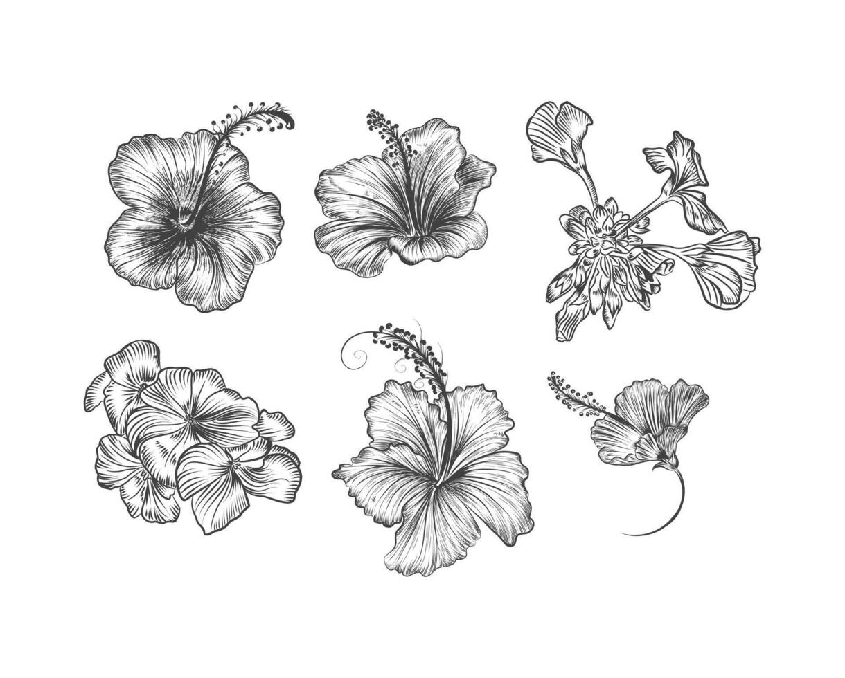 set of drawing of flowers and leaves vector